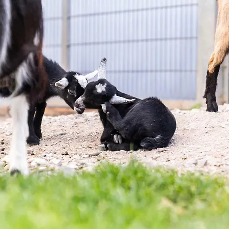 Hotell Wolfringmuehle Fensterbach